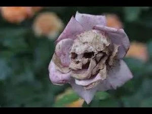 flowers 7