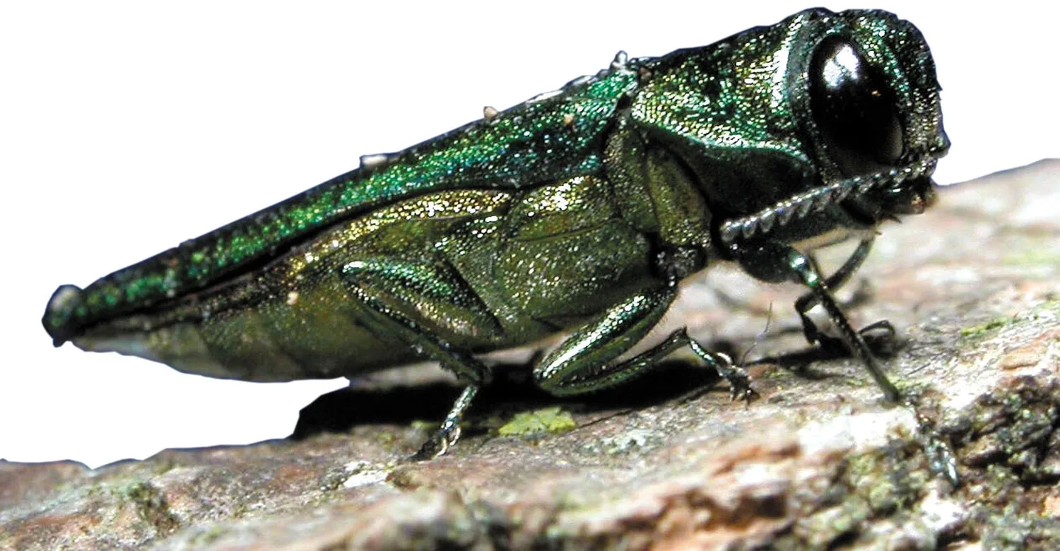Chinese Ash Borer Poses Threat to Forests in Erie, Niagara Counties