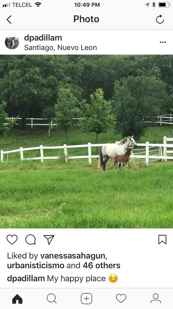 dani's horse farm