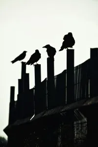Conspiracy: Four birds were sitting on posts of a fence and two of them conspired to force the others to fly away. But none of the birds flew away.