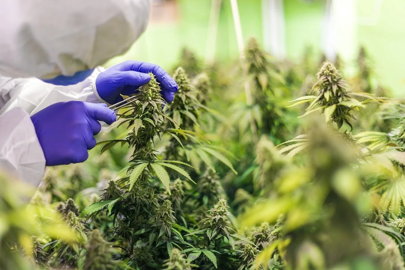 From Plant to Product: The Extraction and Production of Delta 8 THC