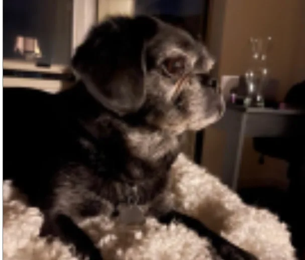 Danielle Roberts Dog Is Dying; Asks to Be Excused From Court