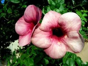 flowers 5