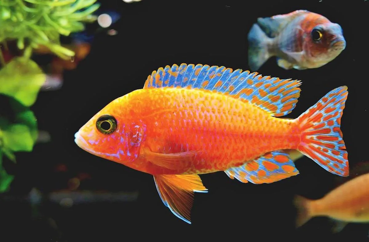 Are You Considering Getting A Pet Fish? Keep These Things In Mind