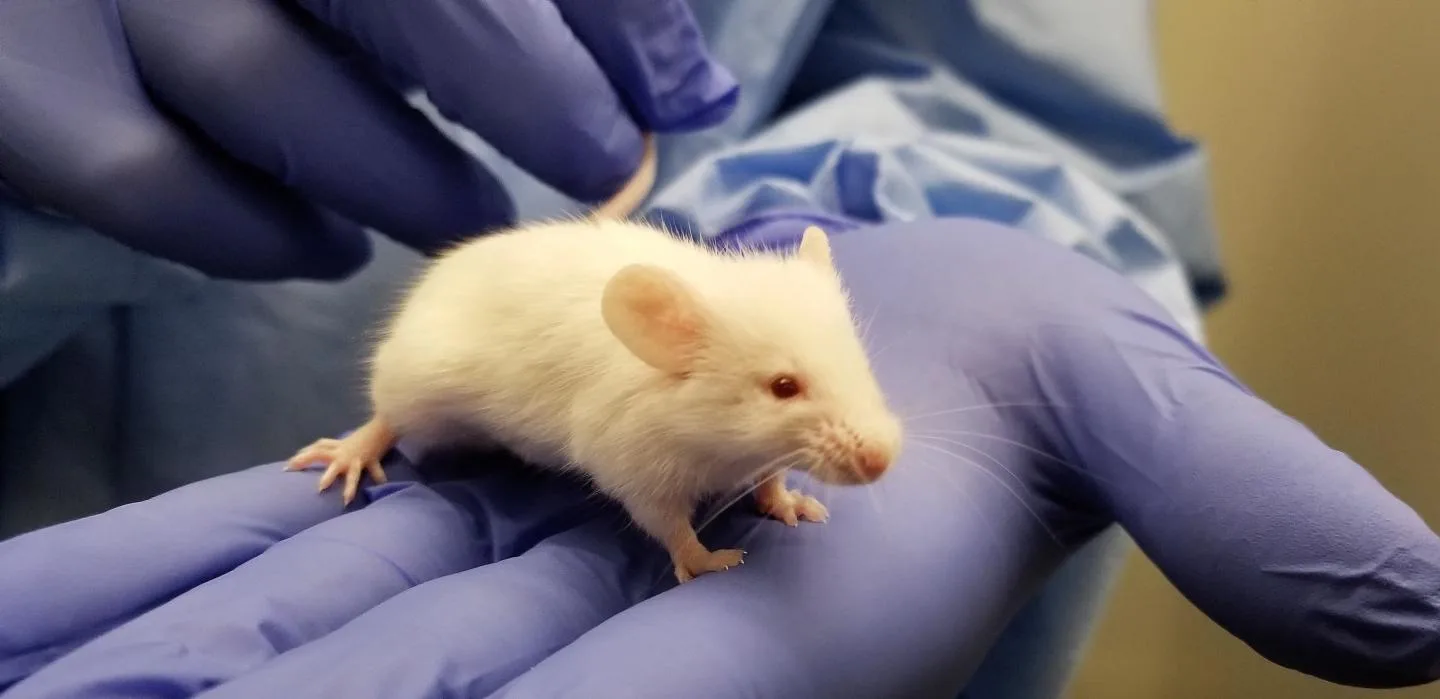 FDA Paid for Human Fetal Parts for Use In ‘Humanized Mice’ Creation