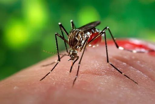 750 Million Genetically Engineered Mosquitoes Approved for Release in Florida Keys – First Time Ever in USA