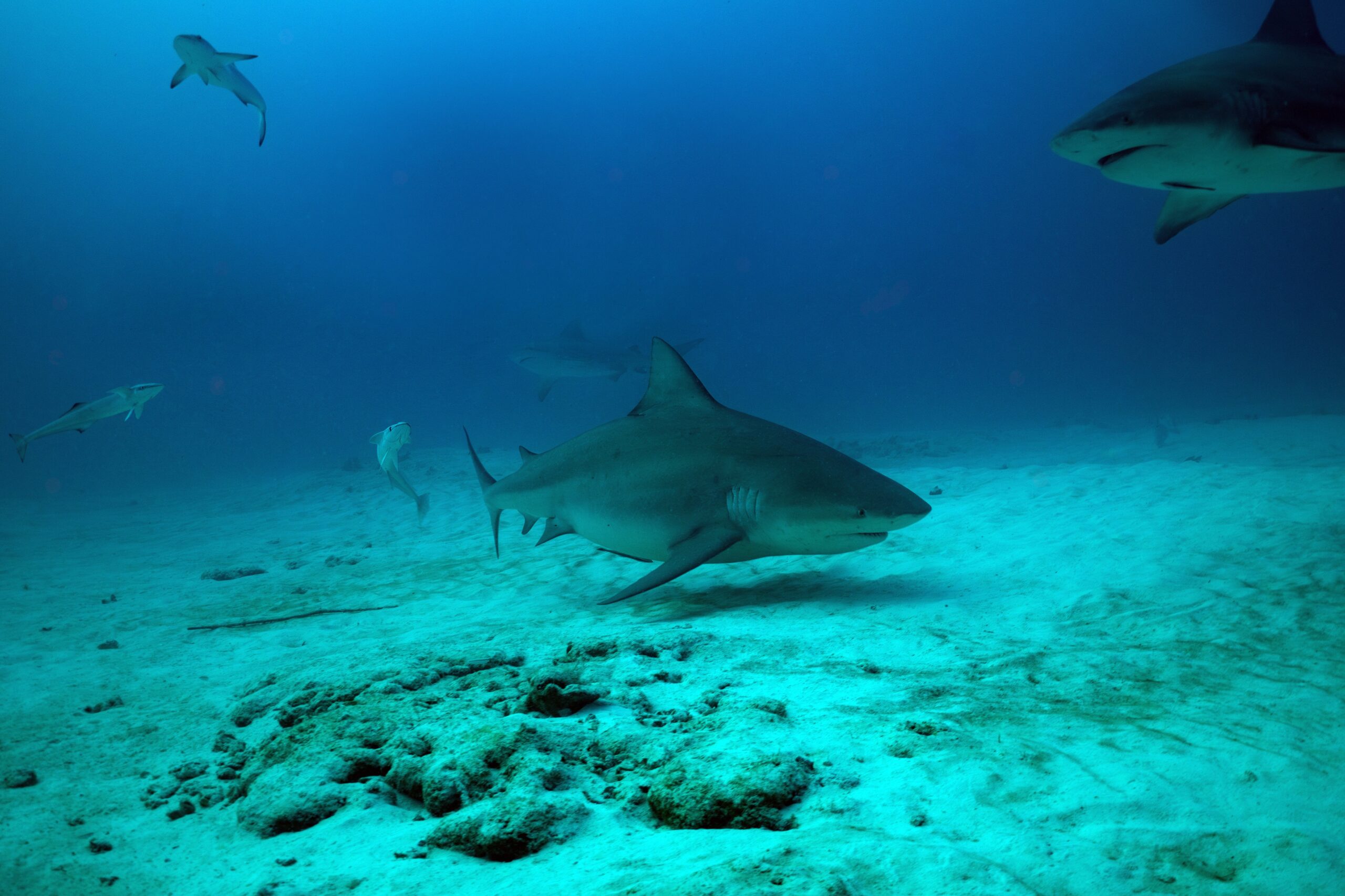 Bahamas Sharks Just Tested Positive For Cocaine And The Scientists Who Found It Are Worried