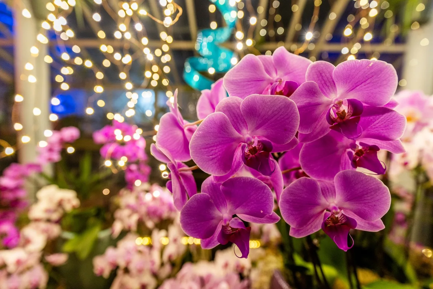 ORCHID FEST at the Buffalo and Erie County Botanical Gardens this Weekend