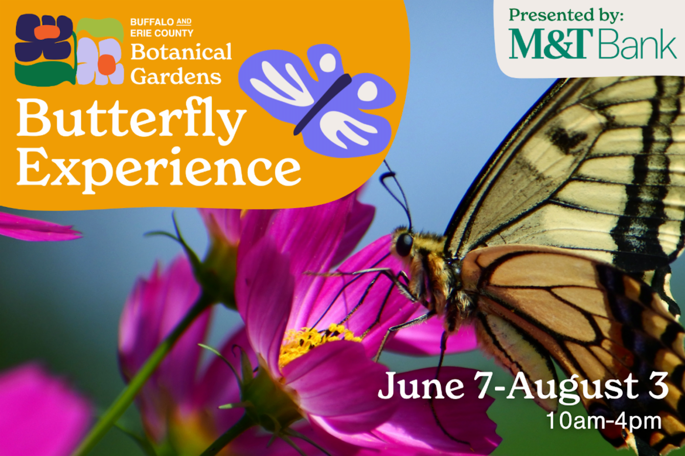 Last chance to see the Butterfly Experience