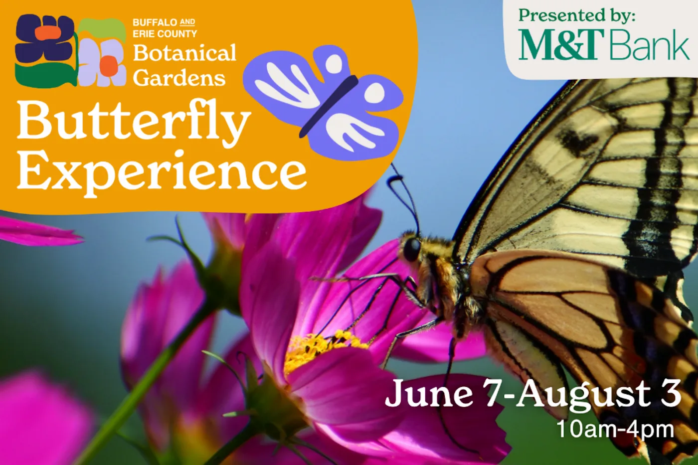 Last chance to see the Butterfly Experience