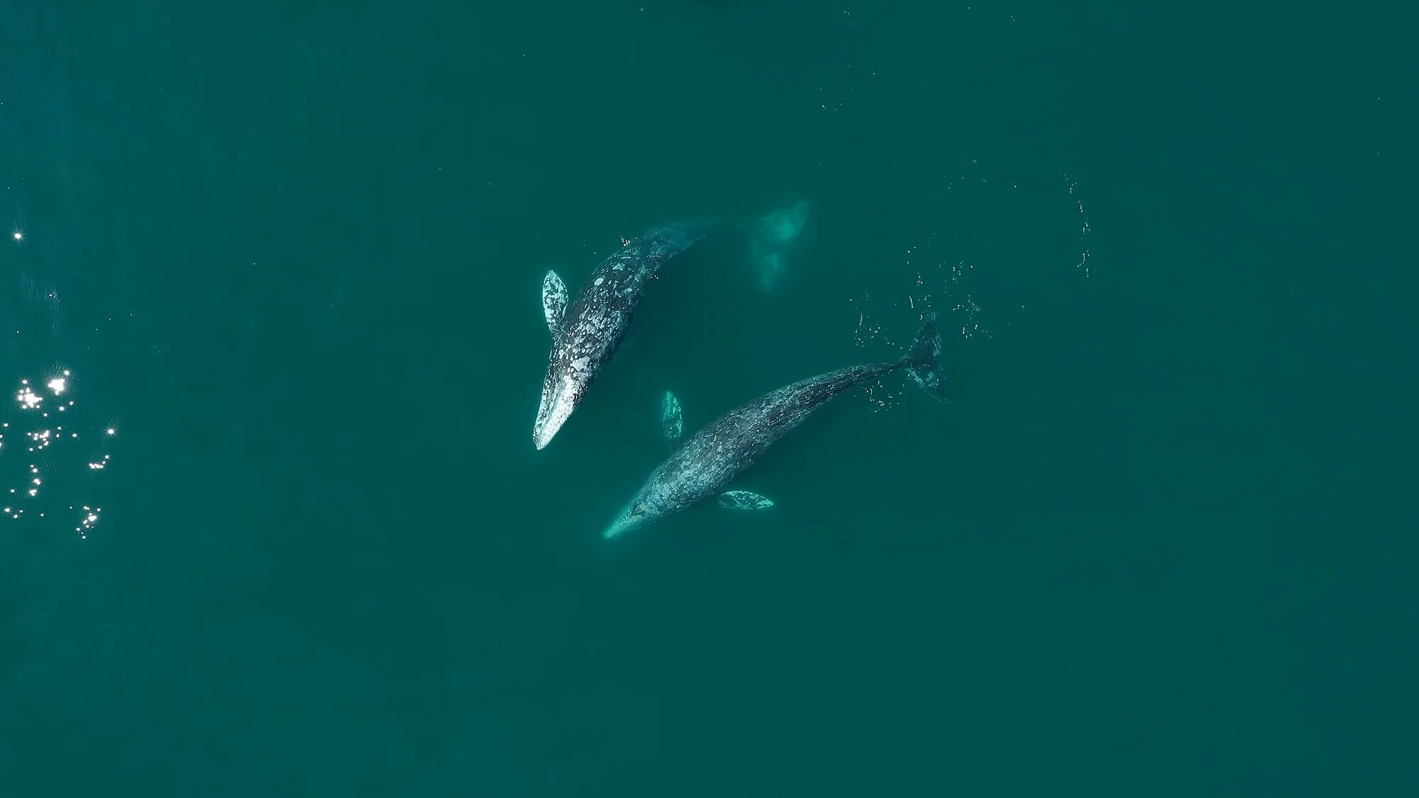 Grey Whales Are In A Catastrophic Population Collapse