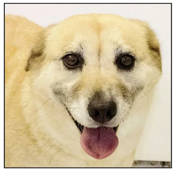 Close-up of a light-colored dog smiling with its tongue out