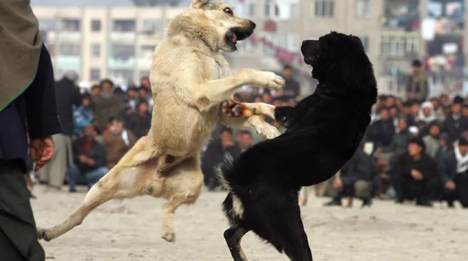 Dogfighting: Evil Blood Sport All Around Us