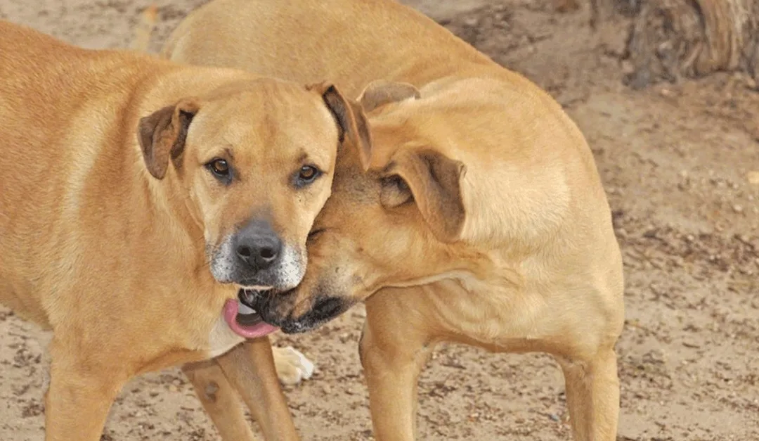 Judge Escalante vs. 1200 Rescued Dogs and Cats in No Kill Sanctuary: “Don’t Tell the Jury ‘the Animals are at Risk'”