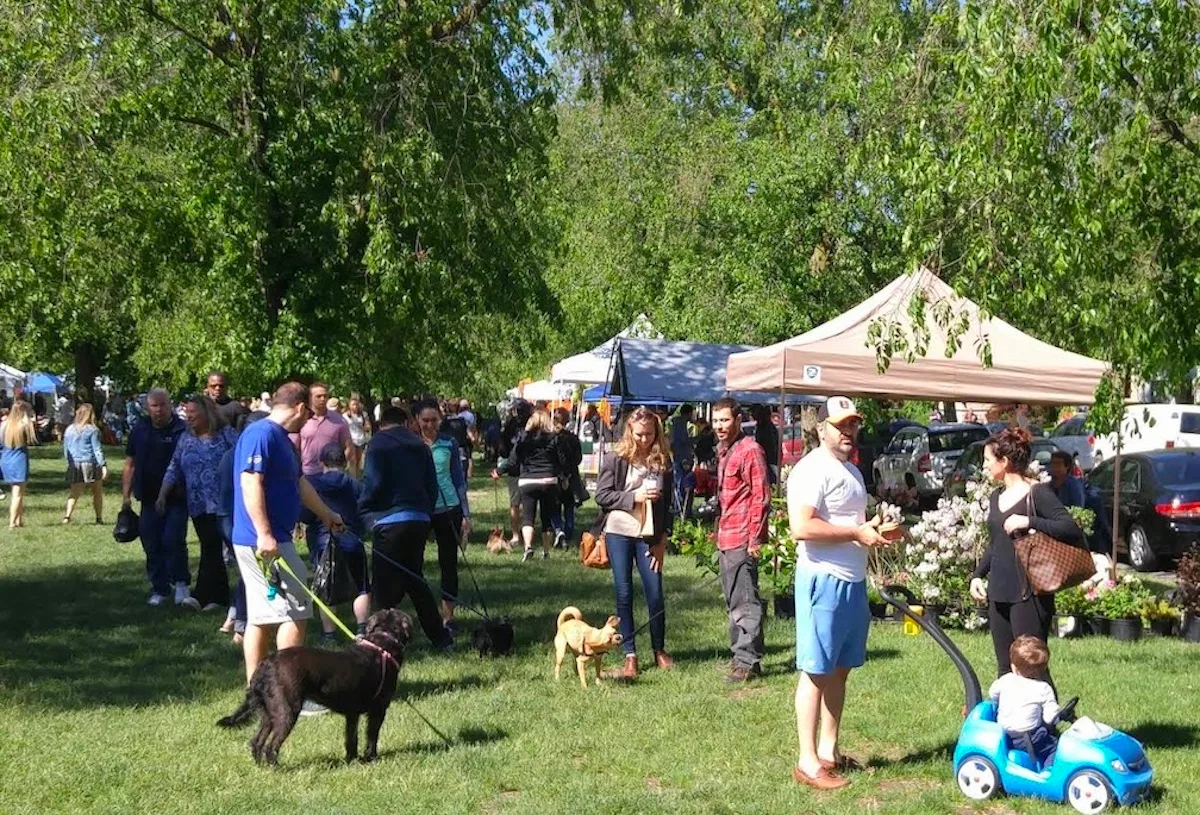 The Elmwood Village Farmers Market is still OPEN every Sat, rain or shine, thru Nov. 26, 8am-1pm