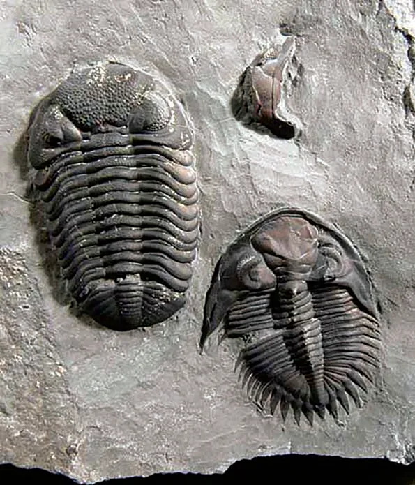 Fossil Hunters as Tourists? Report: Penn Dixie’s ‘Annual Dig’ for fossils has $32k local impact