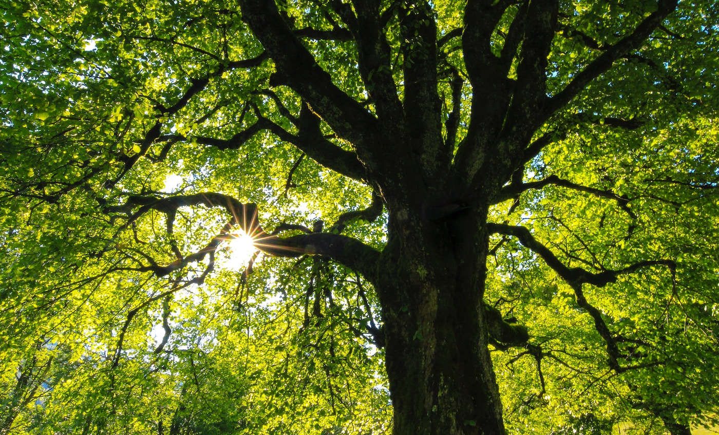 Re-Tree offers trees for volunteer plantings in Buffalo