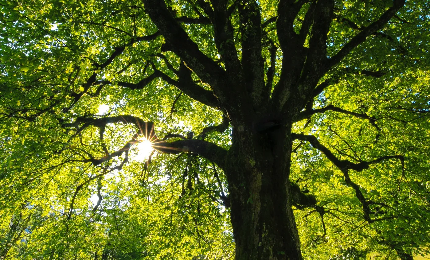 Re-Tree offers trees for volunteer plantings in Buffalo