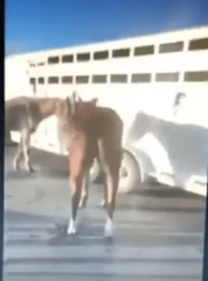 "This Palomino I can almost guarantee you will have to be euthanized," said Michelle Knutilla in a video.