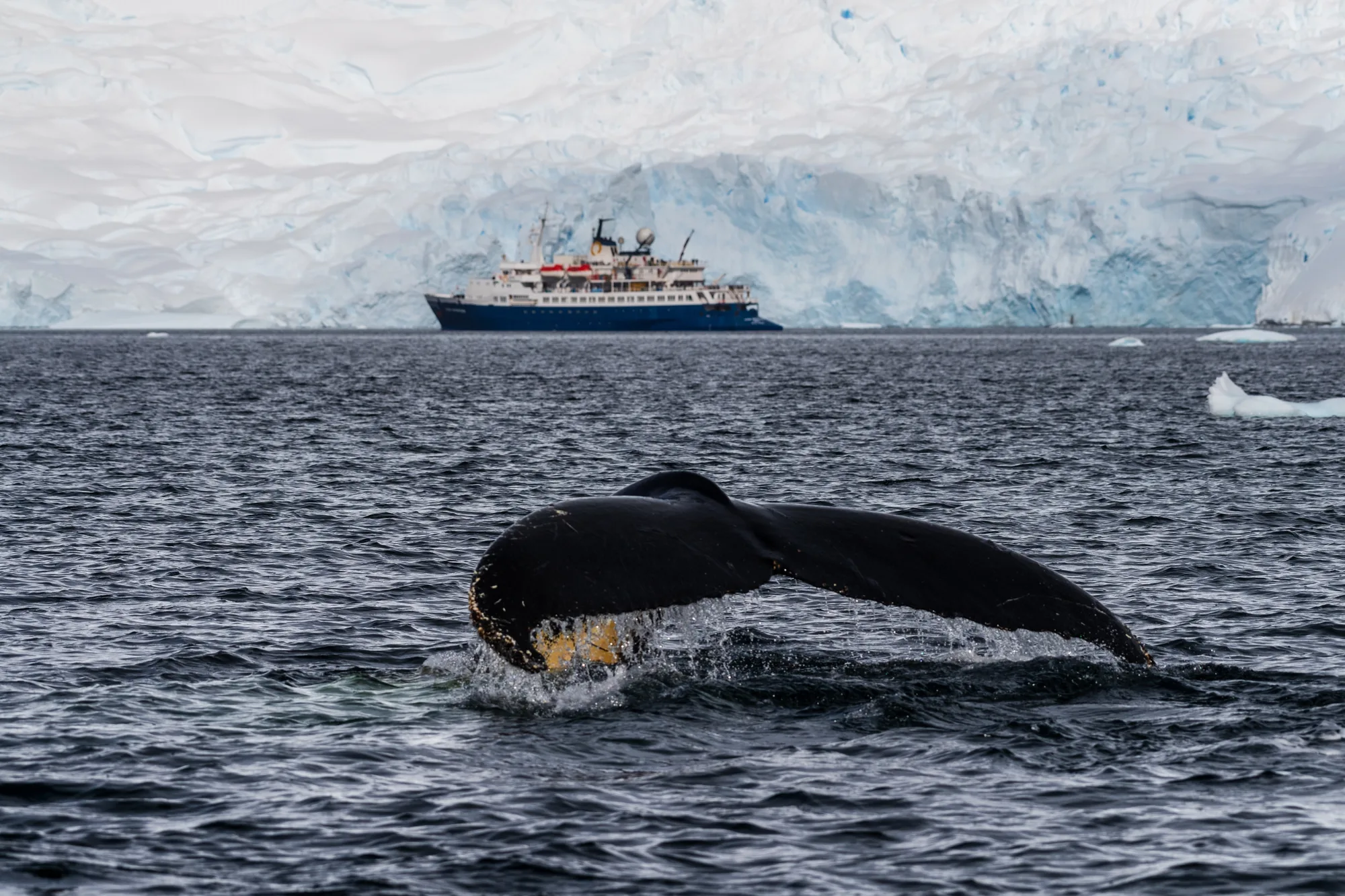 Humpback Whale Footage Shows A Mother Grieving Her Stillborn Calf In A First For The Species