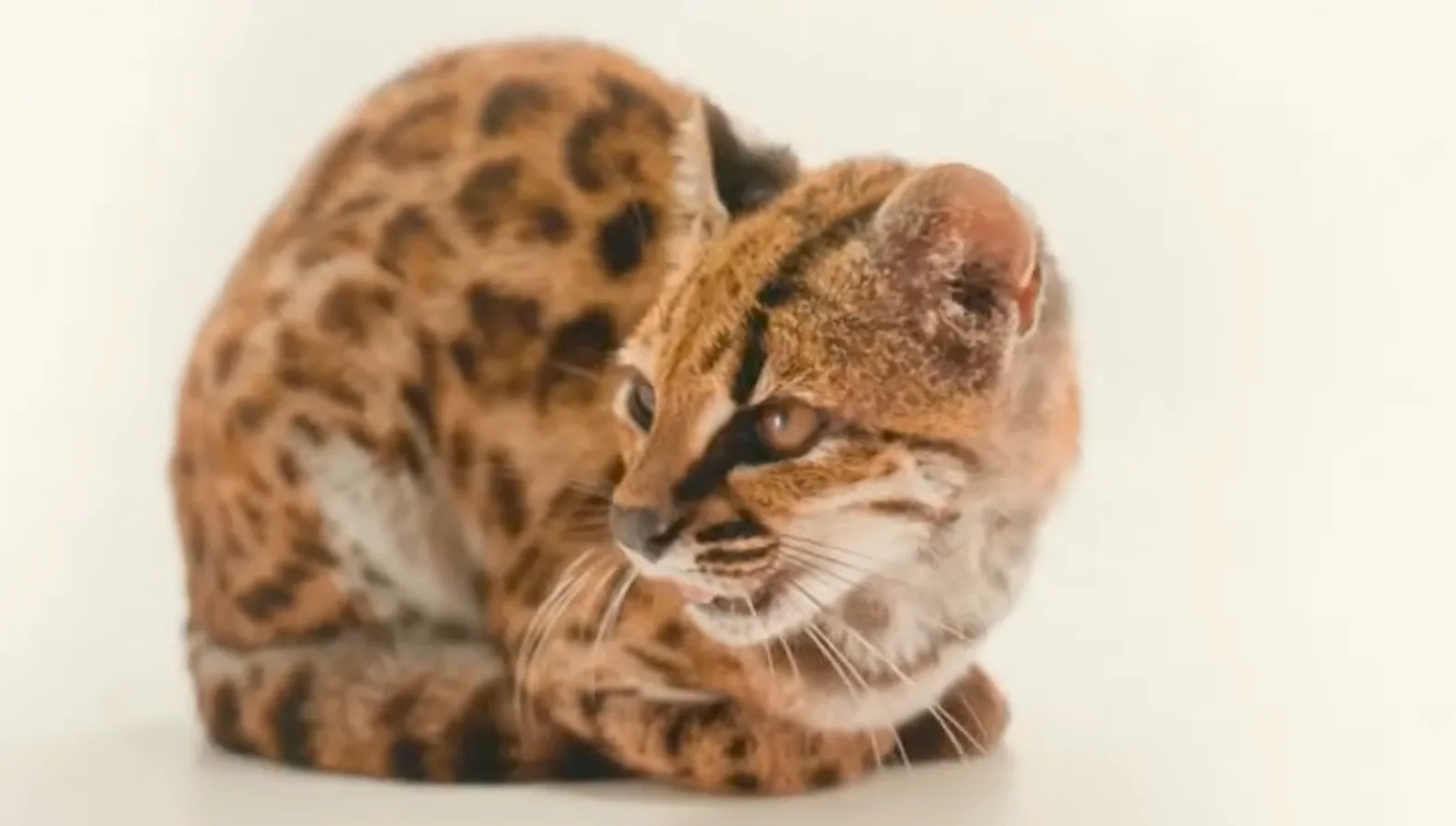 New Cat Species Discovered For The First Time In 100 Years