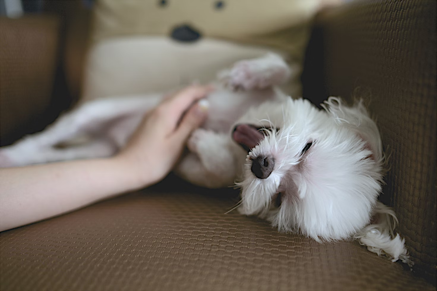 Lifestyle Tips: How to Take Proper Care of a Terminally Ill Pet