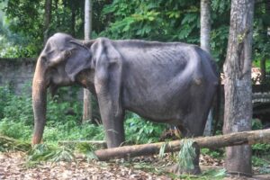 Is the GOP a sickly animal?