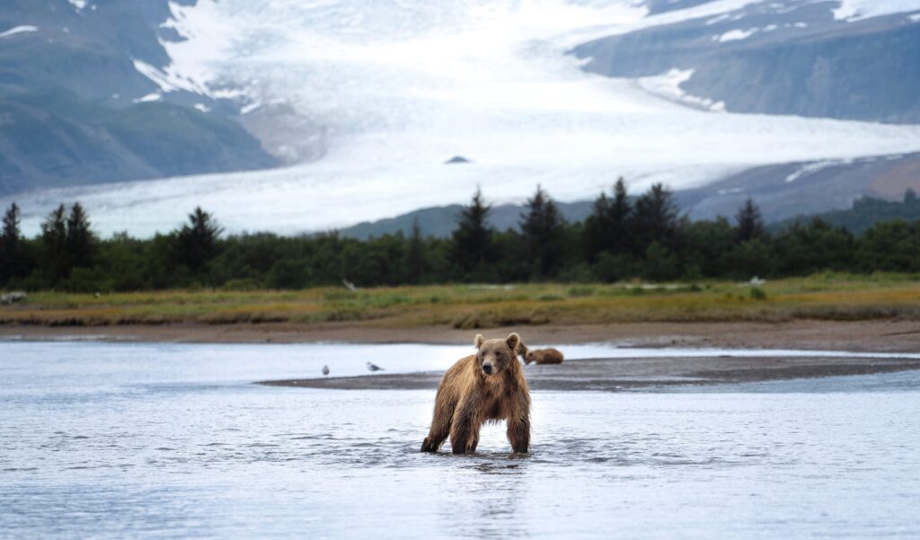 Glacier Bear