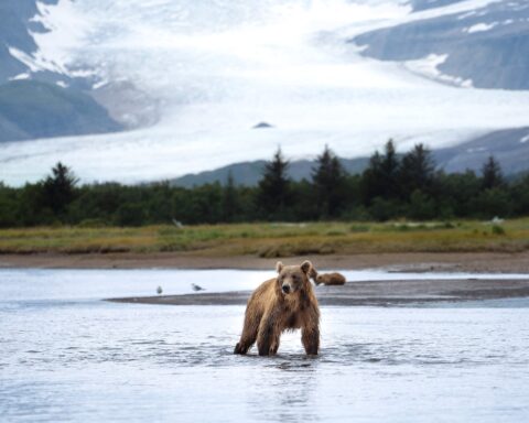 Glacier Bear
