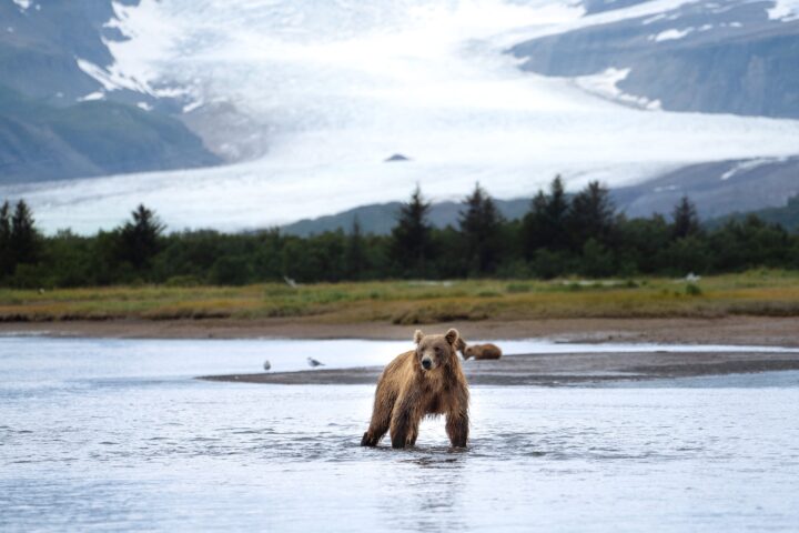 Glacier Bear