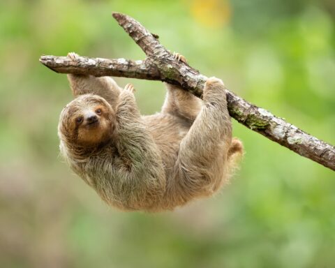 Sloth
