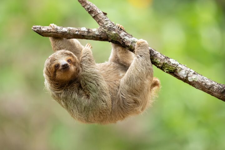 Sloth