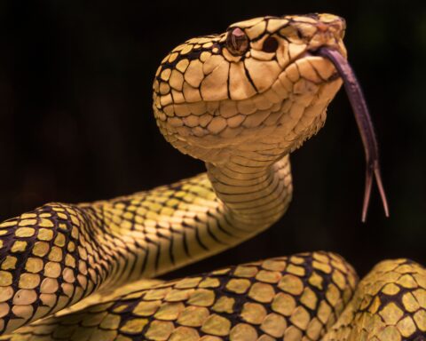Snake